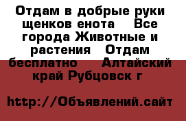 Отдам в добрые руки щенков енота. - Все города Животные и растения » Отдам бесплатно   . Алтайский край,Рубцовск г.